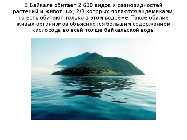 В Байкале обитает 2 630 видов и разновидностей растений и животных, 2/3 которых являются эндемиками, то есть обитают только в этом водоёме. Такое обилие живых организмов объясняется большим содержанием кислорода во всей толще байкальской воды 