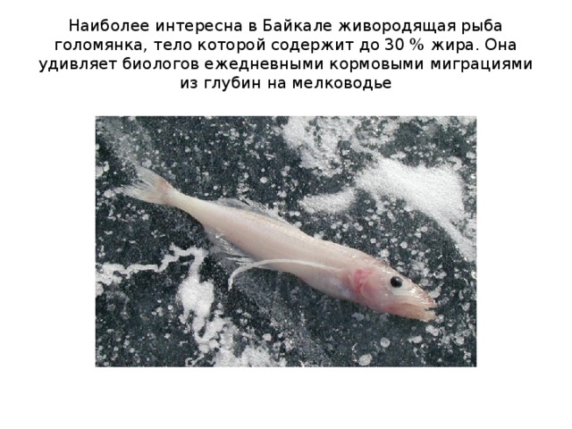 Наиболее интересна в Байкале живородящая рыба голомянка, тело которой содержит до 30 % жира. Она удивляет биологов ежедневными кормовыми миграциями из глубин на мелководье 