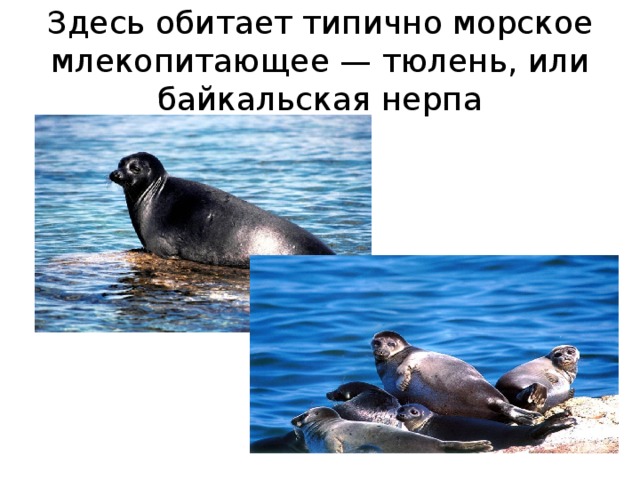 Здесь обитает типично морское млекопитающее — тюлень, или байкальская нерпа 