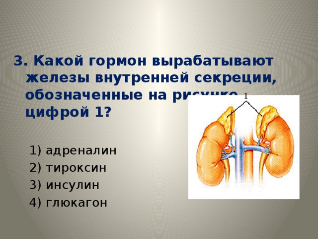 Вырабатывается железами. Адреналин гормон железы внутренней секреции. Инсулин железа внутренней секреции. Железа вырабатывающая гормон адреналин. Железы внутренней секреции вырабатывают.