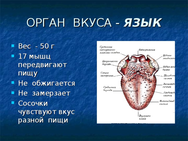 Язык орган вкуса презентация