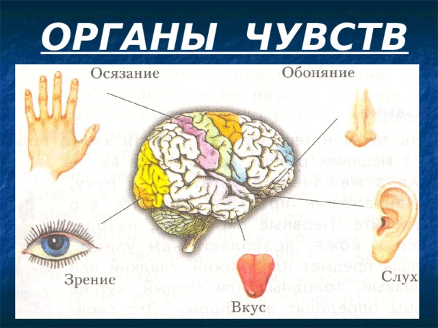 Органы чувств 3 класс презентация школа россии