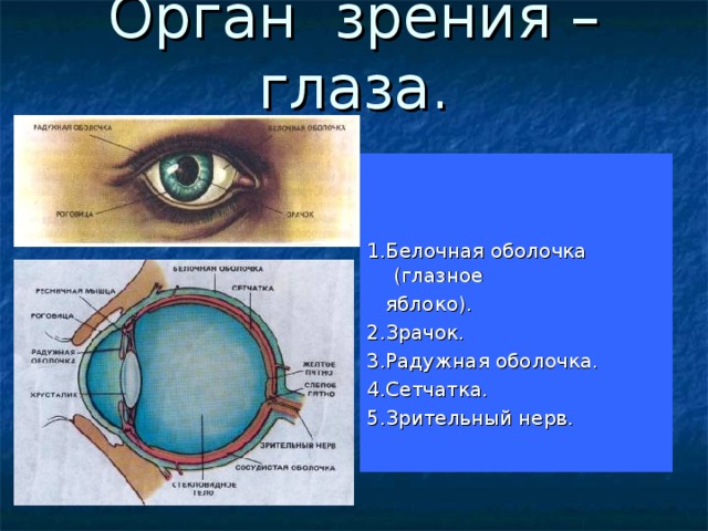 Цвет белочной оболочки. Оболочки глазного яблока белочная. Белочная оболочка глаза строение и функции. Строение белочной оболочки глаза. Строение белочной оболочки глазного яблока.