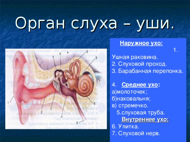 Орган слуха у рыб ухо. Орган слуха внутреннее ухо. Строение органа слуха. Орган слуха среднее ухо. Внутреннее ухо и среднее ухо.