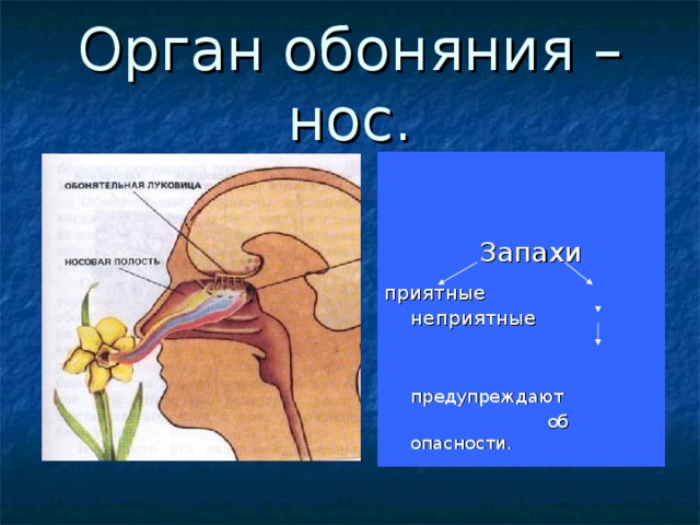 Слово обоняние. Органы чувств обоняние. Строение органа обоняния. Нос орган обоняния 4 класс. Обоняние рисунок.