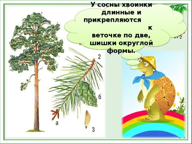 Что такое хвоинки презентация 1 класс. Что такое хвоинки 2 класс. Что такое хвоинки презентация 1 класс школа России. Практическая работа по окружающему миру 1 класс что такое хвоинки. Что такое хвоинки 1 класс презентация школа России видео.