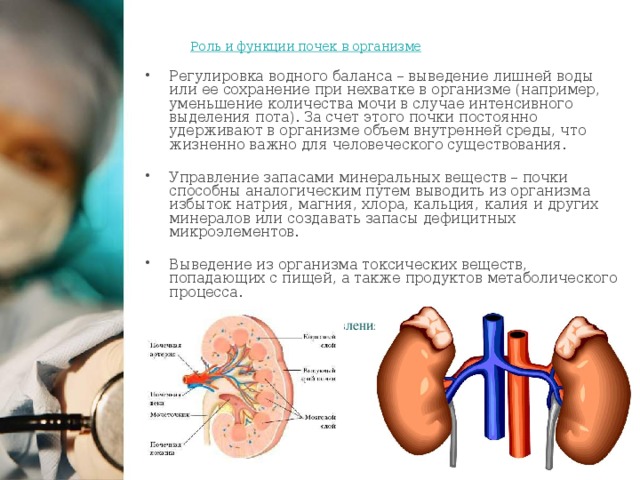 Где находятся почки в организме человека фото