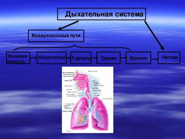 Дыхательная система Воздухоносные пути Бронхи Носовая полость Трахея Гортань Носоглотка Лёгкие 