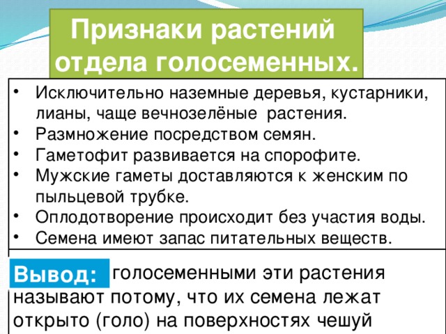 Признаки растений отдела голосеменных. Исключительно наземные деревья, кустарники, лианы, чаще вечнозелёные растения. Размножение посредством семян. Гаметофит развивается на спорофите. Мужские гаметы доставляются к женским по пыльцевой трубке. Оплодотворение происходит без участия воды. Семена имеют запас питательных веществ.  голосеменными эти растения называют потому, что их семена лежат открыто (голо) на поверхностях чешуй шишек. Вывод: 