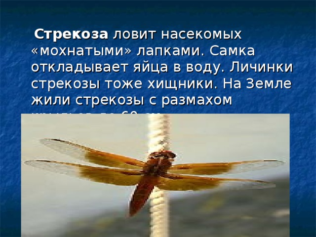  Стрекоза ловит насекомых «мохнатыми» лапками. Самка откладывает яйца в воду. Личинки стрекозы тоже хищники. На Земле жили стрекозы с размахом крыльев до 60 см. 