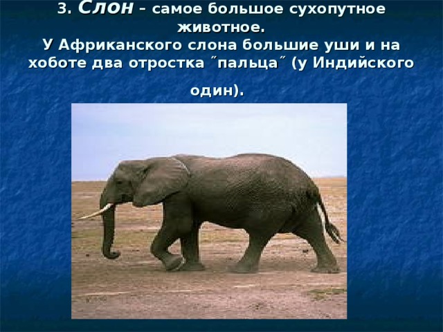 3. Слон – самое большое сухопутное животное.  У Африканского слона большие уши и на хоботе два отростка ˝пальца˝ (у Индийского один).  