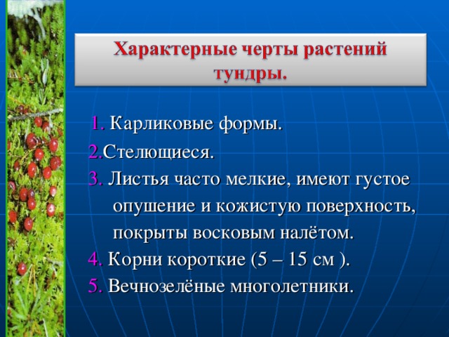 Приспособления животных и растений в тундре. Для растений характерн. Растения характерные для тундры. Черты растений. Отличительные черты растений.