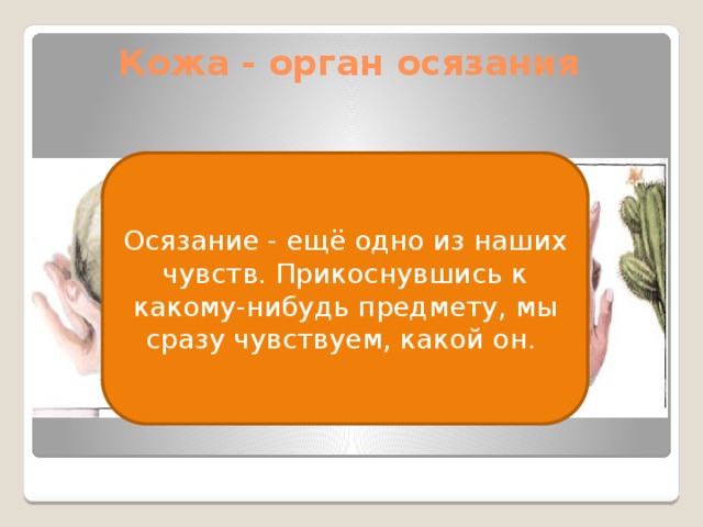 Предложение со словом осязание 3