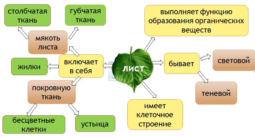 Столбчатая ткань