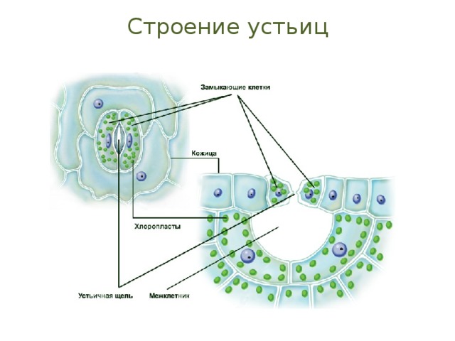 Замыкающие клетки рисунок. Строение устьица листа. Схема строения устьиц листа растений. Замыкающие клетки устьиц листа. Устьица строение и функции.