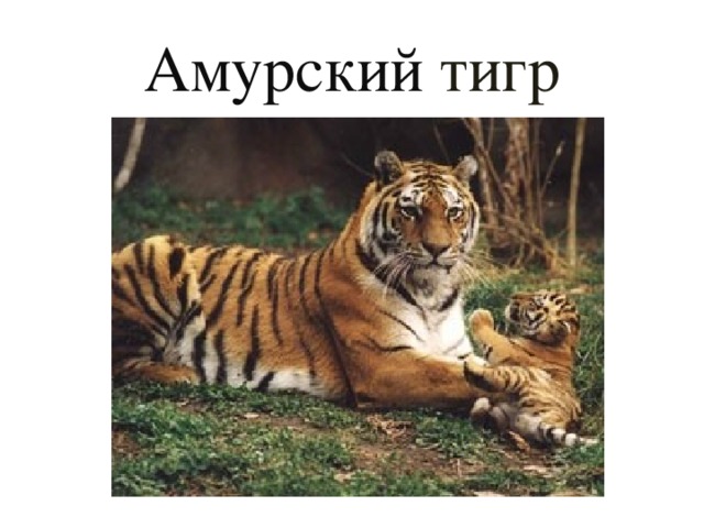 Амурский  тигр 