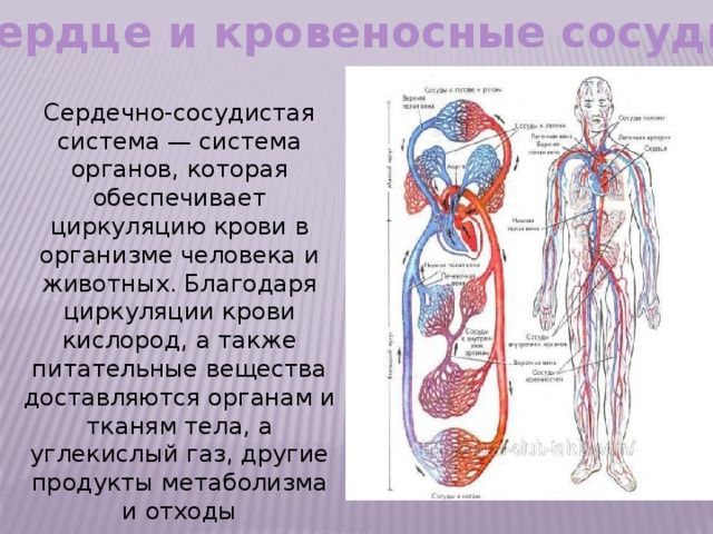 Органы кровообращения человека