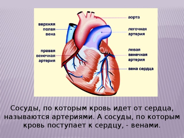 Сердце класса. Сосуды, по которым кровь идёт от сердца. Сосуды по которым кровь поступает к сердцу. Сосуды от сердца и к сердцу. Сосуд по которому кровь идет от сердца называется.