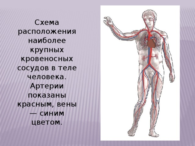 Артерии у человека схема