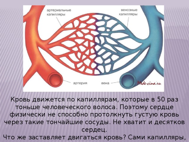 Соответствие артерии вены капилляры. Направление крови в капиллярах. Сосуды и капилляры человека.