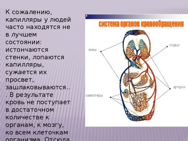 Чем защищено сердце в организме человека 4 класс. Смотреть фото Чем защищено сердце в организме человека 4 класс. Смотреть картинку Чем защищено сердце в организме человека 4 класс. Картинка про Чем защищено сердце в организме человека 4 класс. Фото Чем защищено сердце в организме человека 4 класс