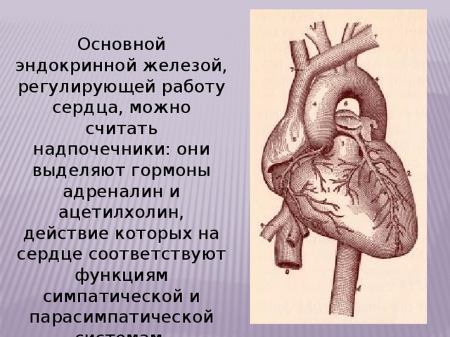 Железы регулирующие работу других желез. Чем защищено сердце. Что регулирует работу сердца?. Гормоны серд функции сердце. Что защищает сердце.