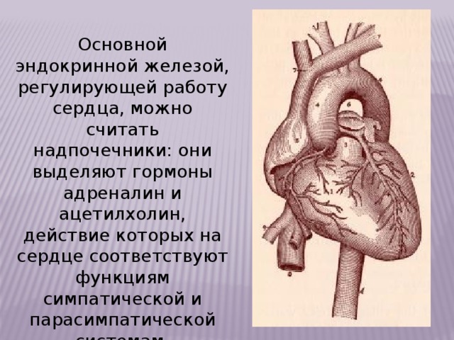 Чем защищено сердце в организме человека 4 класс. Смотреть фото Чем защищено сердце в организме человека 4 класс. Смотреть картинку Чем защищено сердце в организме человека 4 класс. Картинка про Чем защищено сердце в организме человека 4 класс. Фото Чем защищено сердце в организме человека 4 класс