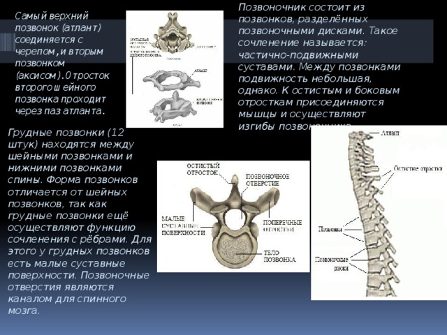 Верхние позвонки. Атлант 1 позвонок и грудной. Грудные позвонки сочленяются с. Грудные позвонки особенности. Самый верхний позвонок.