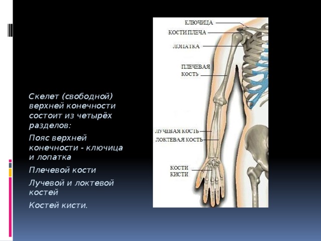 Скелет (свободной) верхней конечности состоит из четырёх разделов: Пояс верхней конечности - ключица и лопатка Плечевой кости Лучевой и локтевой костей Костей кисти. 