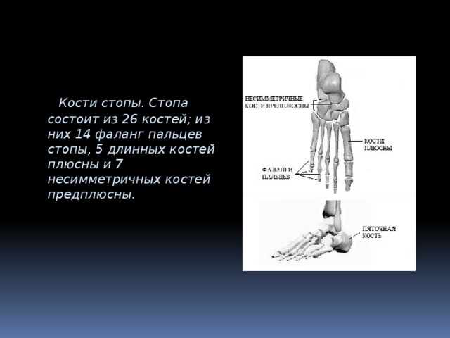  Кости стопы. Стопа состоит из 26 костей; из них 14 фаланг пальцев стопы, 5 длинных костей плюсны и 7 несимметричных костей предплюсны. 