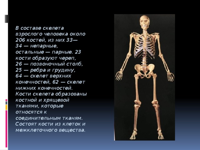 Какой состав скелет человека