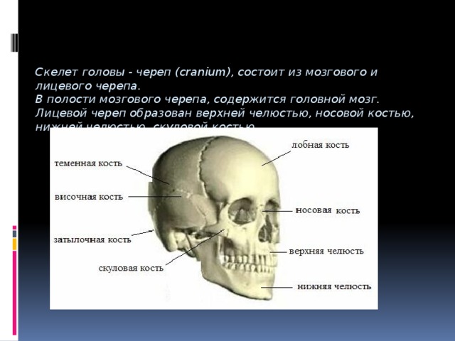 Скелет головы функции