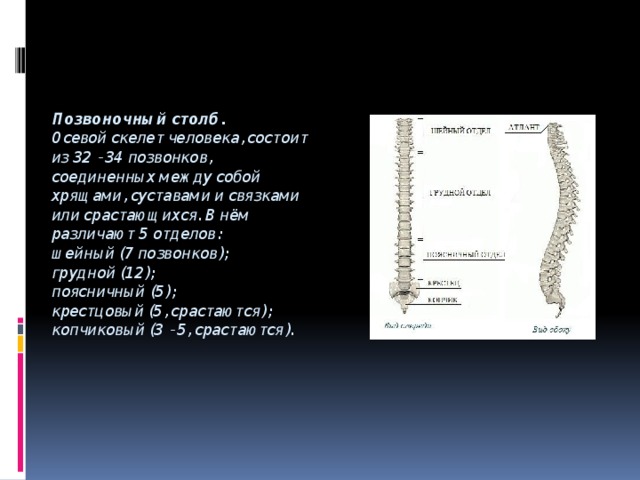 Позвоночный столб.  Осевой скелет человека, состоит из 32 - 34 позвонков, соединенных между собой хрящами, суставами и связками или срастающихся. В нём различают 5 отделов:  шейный (7 позвонков);  грудной (12);  поясничный (5);  крестцовый (5, срастаются);  копчиковый (3 - 5, срастаются). 