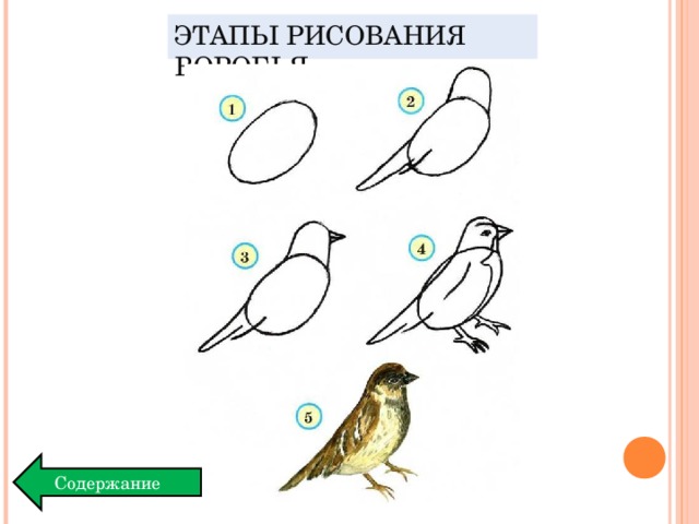 Как нарисовать птичку в средней группе