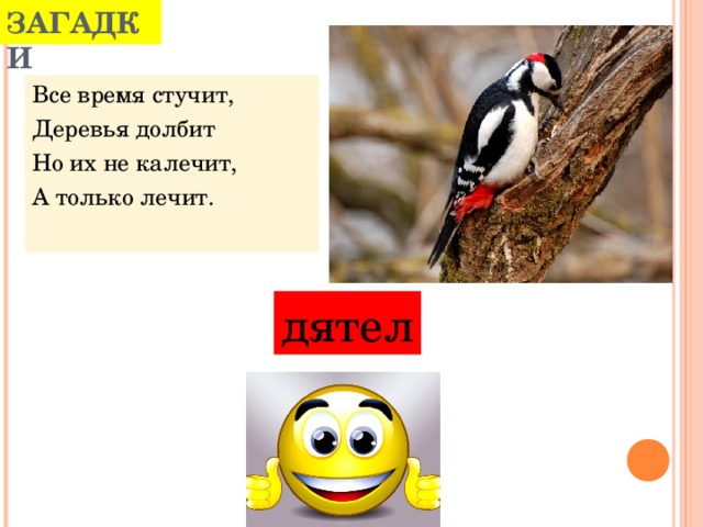 Загадка про дятла. Неопределенная форма глагола 3 лица. Стучит какое время. Кто из птиц долбит деревья. Всё время стучит деревья долбит.