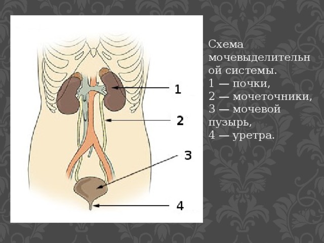 Схема мочевыделительной системы. 1 — почки, 2 — мочеточники, 3 — мочевой пузырь, 4 — уретра. 