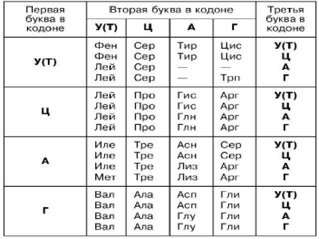 Таблица транскрипции биология