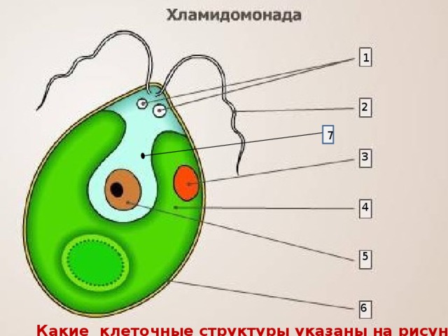 1 2 7 3 4 5 6 Какие клеточные структуры указаны на рисунке цифрами? 
