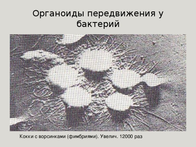 Органоиды передвижения у бактерий Кокки с ворсинками (фимбриями). Увелич. 12000 раз 