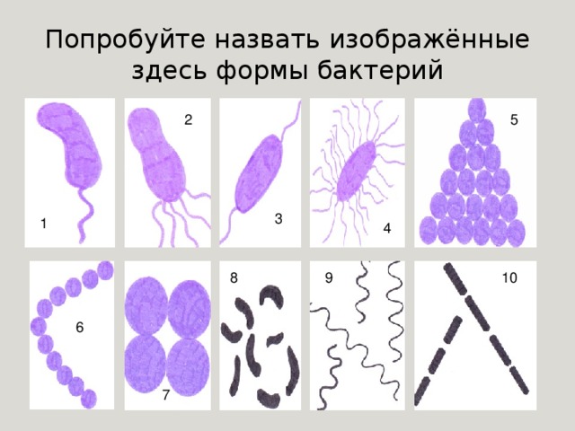 Попробуйте назвать изображённые здесь формы бактерий 5 2 3 1 4 10 9 8 6 7 