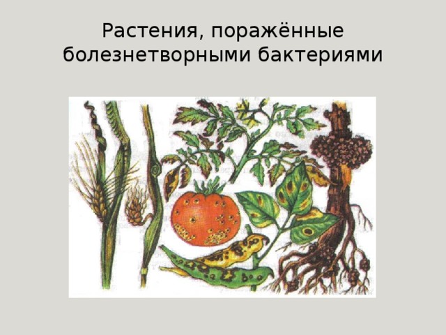 Растения, поражённые болезнетворными бактериями 