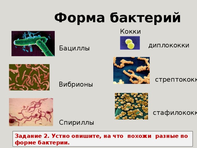 Выберите бактерию