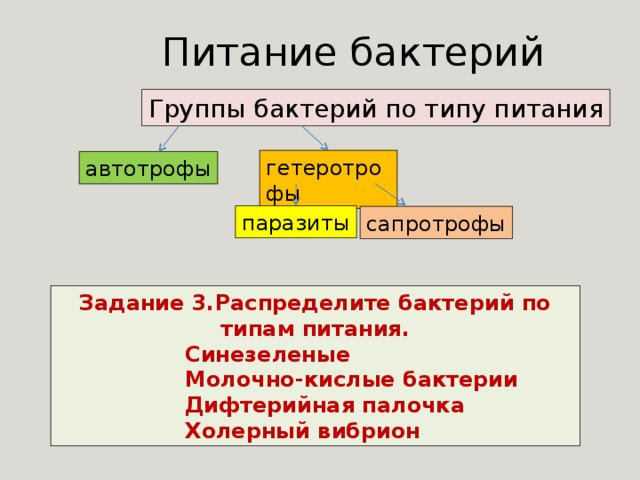 Питание бактерий Группы бактерий по типу питания гетеротрофы автотрофы паразиты сапротрофы Задание 3.Распределите бактерий по типам питания.   Синезеленые   Молочно-кислые бактерии   Дифтерийная палочка   Холерный вибрион 7 