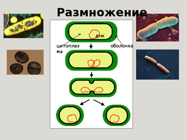 Размножение днк оболочка цитоплазма 