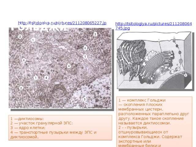 Чем образованы стенки эпс и комплекса гольджи