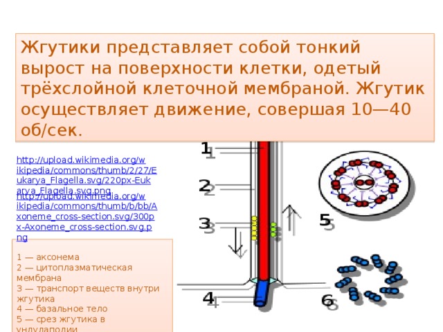 Жгутики пример. Жгутик что собой представляет. Жгутики клетки. Мембрана жгутика. Движение жгутика.
