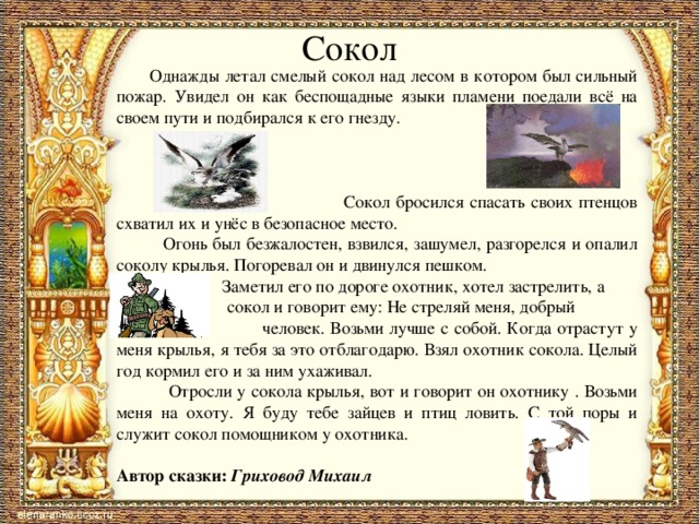 Сокол  Однажды летал смелый сокол над лесом в котором был сильный пожар. Увидел он как беспощадные языки пламени поедали всё на своем пути и подбирался к его гнезду.  Сокол бросился спасать своих птенцов схватил их и унёс в безопасное место.  Огонь был безжалостен, взвился, зашумел, разгорелся и опалил соколу крылья. Погоревал он и двинулся пешком.  Заметил его по дороге охотник, хотел застрелить, а  сокол и говорит ему: Не стреляй меня, добрый  человек. Возьми лучше с собой. Когда отрастут у меня крылья, я тебя за это отблагодарю. Взял охотник сокола. Целый год кормил его и за ним ухаживал.  Отросли у сокола крылья, вот и говорит он охотнику . Возьми меня на охоту. Я буду тебе зайцев и птиц ловить. С той поры и служит сокол помощником у охотника. Автор сказки: Гриховод Михаил 