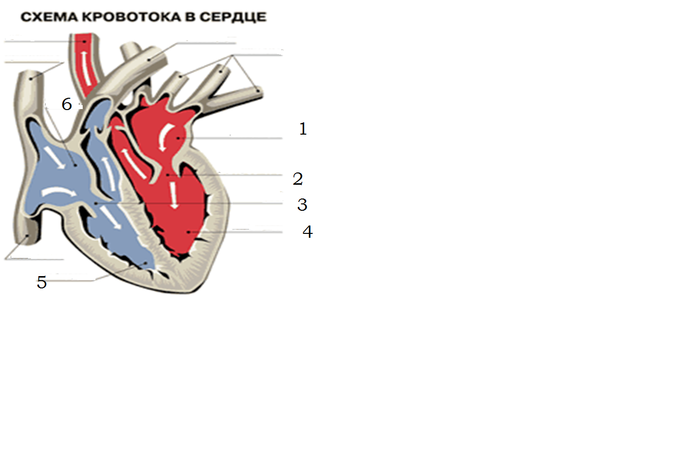 Рисунок сердца млекопитающего