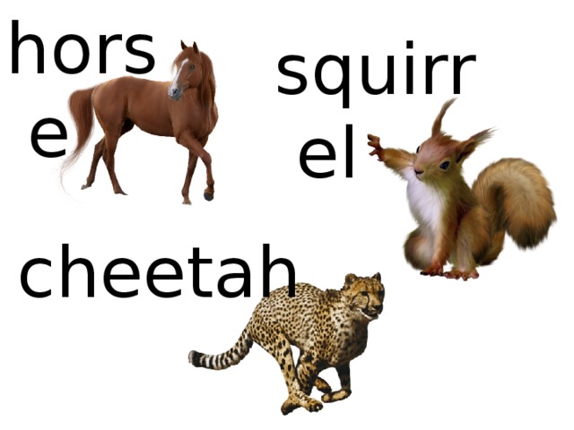 horse squirrel cheetah 