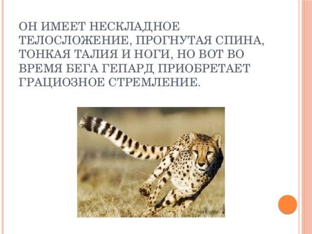 Он имеет нескладное телосложение, прогнутая спина, тонкая талия и ноги, но вот во время бега гепард приобретает грациозное стремление. 
